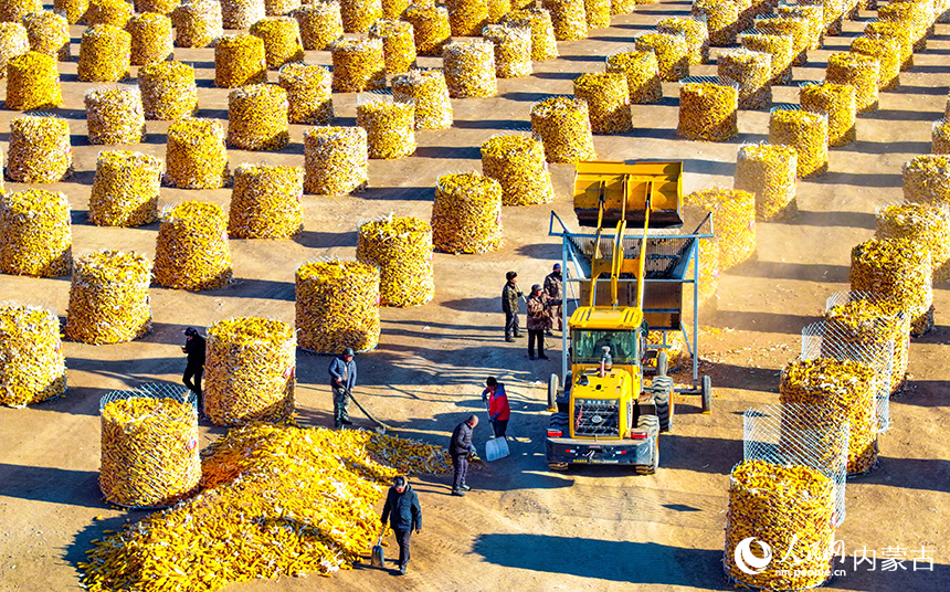 農(nóng)民在興安盟科爾沁右翼前旗額爾格圖鎮(zhèn)興牧嘎查立體儲(chǔ)糧裝具前收儲(chǔ)玉米。王正攝