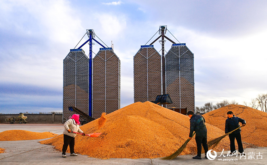 農民在興安盟扎賚特旗申豐農牧機械專業合作社籽粒直收儲糧裝具前收儲玉米。王正攝