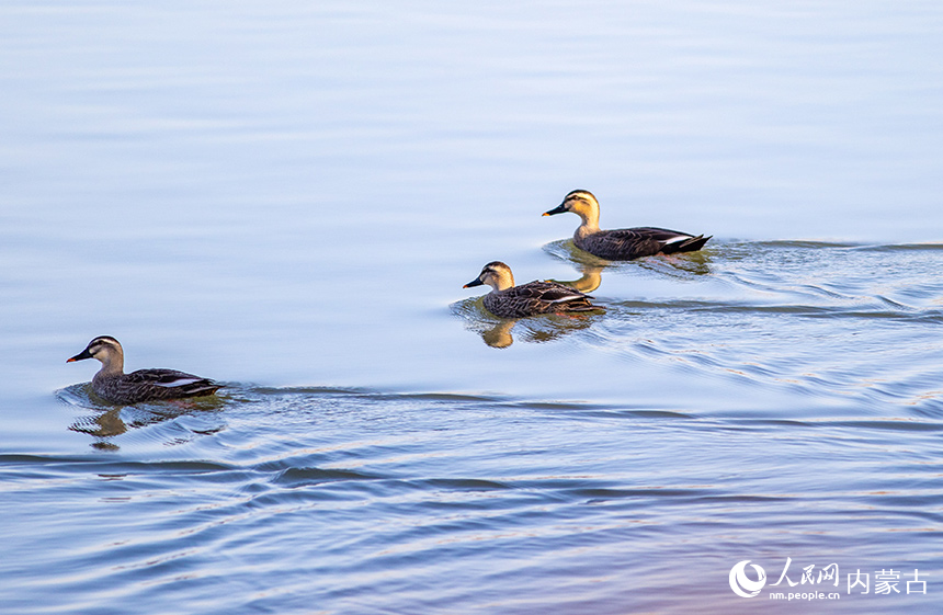 斑嘴鴨在呼和浩特市玉泉區“千島湖”景區的水面上棲息、覓食。丁根厚攝