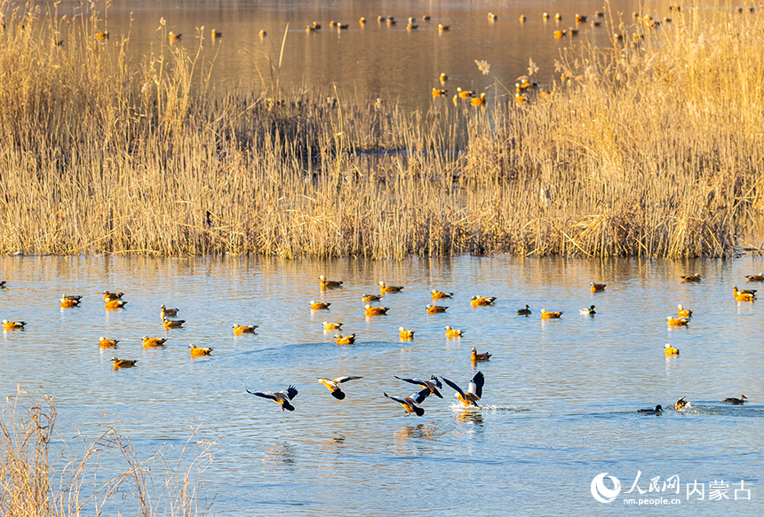 赤麻鴨在呼和浩特市玉泉區“千島湖”景區的水面上棲息、覓食。丁根厚攝
