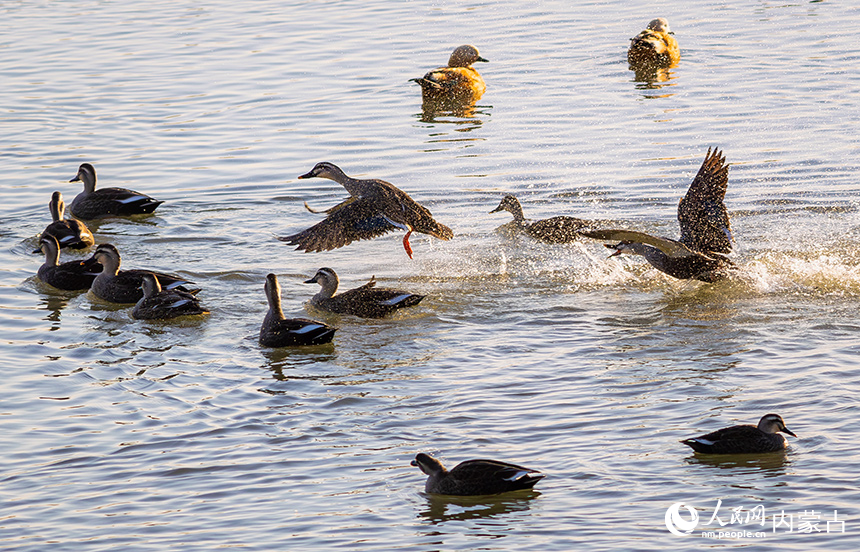 斑嘴鴨在呼和浩特市玉泉區“千島湖”景區的水面上嬉戲、覓食。丁根厚攝