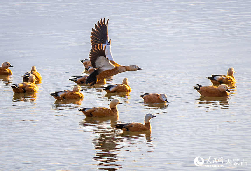 赤麻鴨在呼和浩特市玉泉區(qū)“千島湖”景區(qū)的水面上棲息、覓食。丁根厚攝
