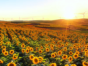 大片向日葵田盛放于落日余暉里。