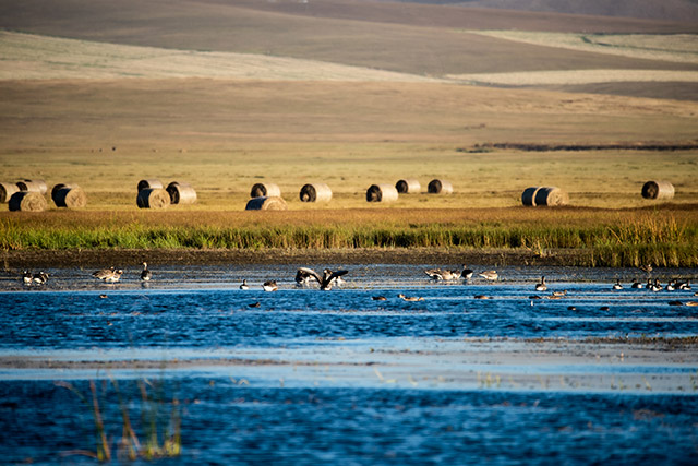 候鳥棲息額侖濕地。