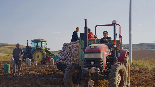 去年秋天，老趙大叔的馬鈴薯喜獲豐收。甄淵博攝