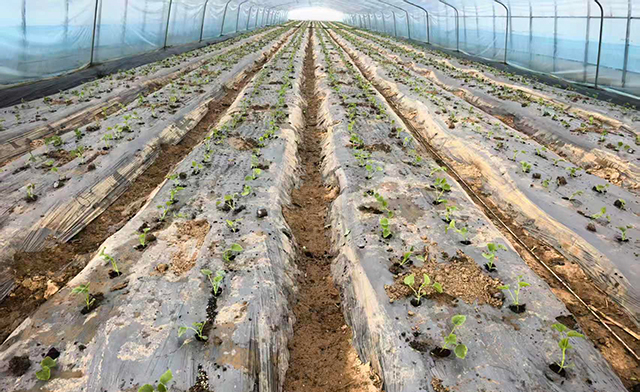 磴口縣隆盛合鎮種下早春第一瓜。