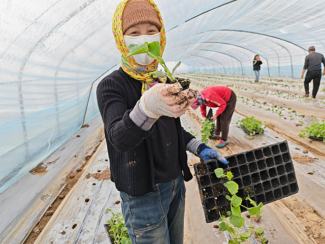 隆盛合鎮西閘村村民移栽瓜苗。