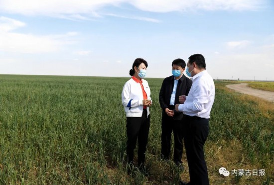 9月15日,王莉霞實地查看察汗淖爾濕地周邊水改旱實施情況。記者韓卿立攝