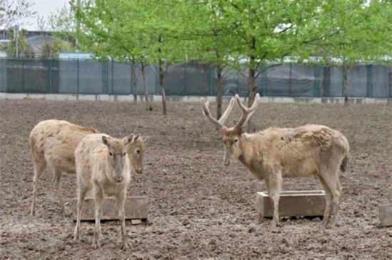 洞庭湖麋鹿苑中的麋鹿們。何佳麗攝
